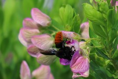 Megachilini