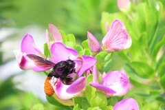 Megachilini