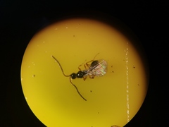 Diapriinae