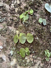 Platycerium superbum