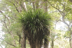Astelia hastata
