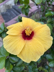 Hibiscus surattensis