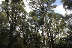 Metrosideros robusta