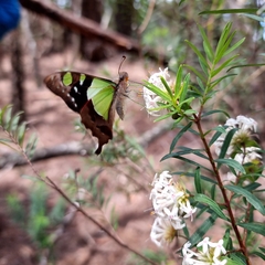 Graphium macleayanus