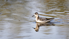 Phalaropus fulicarius