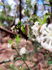 Graphium macleayanus