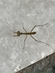 Mantodea