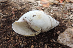 Lissachatina fulica