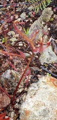 Drosera binata