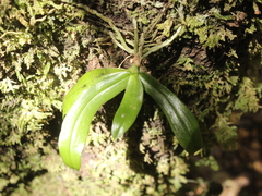 Drymoanthus adversus