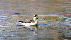 Phalaropus fulicarius
