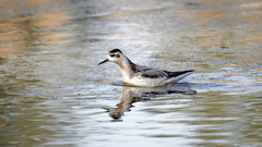Phalaropus fulicarius
