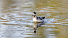 Phalaropus fulicarius