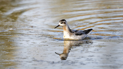 Phalaropus fulicarius