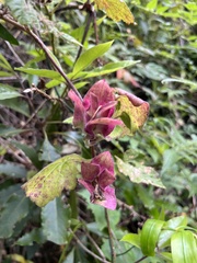 Salvia spathacea
