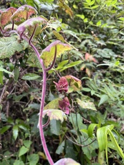 Salvia spathacea