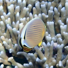 Chaetodon lunulatus