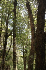 Dendrobium cunninghamii