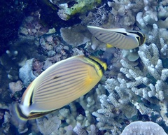 Chaetodon lunulatus