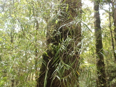 Dendrobium cunninghamii