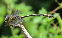 Ictinogomphus ferox