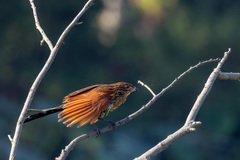 Centropus bengalensis