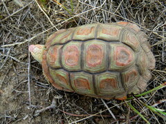Homopus areolatus
