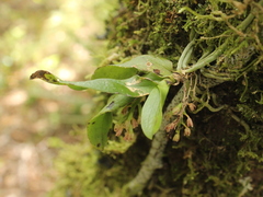 Drymoanthus adversus