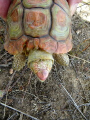 Homopus areolatus