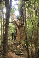 Metrosideros robusta