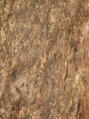 Metrosideros robusta