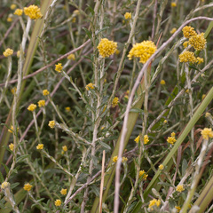 Helichrysum cymosum