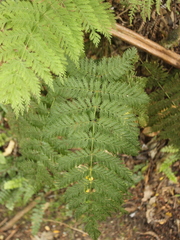 Leptopteris hymenophylloides