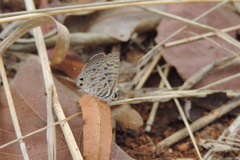 Leptotes pirithous