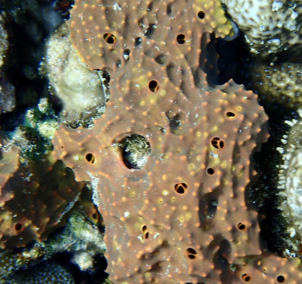 Pseudoceratina verrucosa
