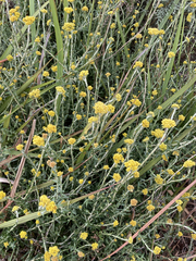Helichrysum cymosum