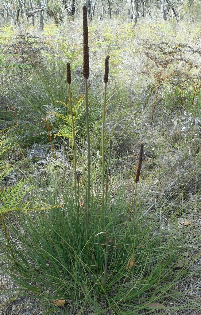Xanthorrhoea minor R.Br.