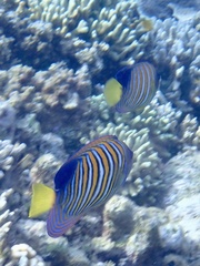 Pygoplites diacanthus