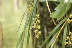 Earina mucronata
