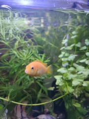 Labidochromis caeruleus