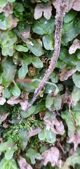 Pallavicinia