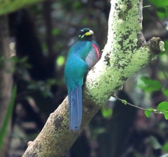 Apaloderma narina