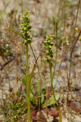 Microtis parviflora