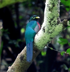 Apaloderma narina