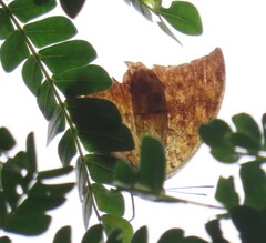 Charaxes varanes