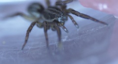 Artoriopsis expolita