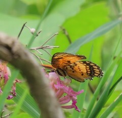 Byblia anvatara