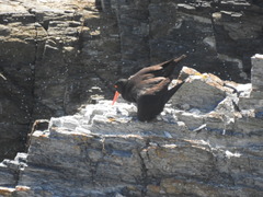 Haematopus fuliginosus