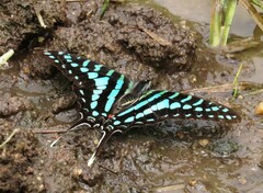 Graphium policenes