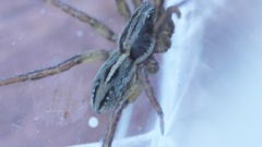 Artoriopsis expolita